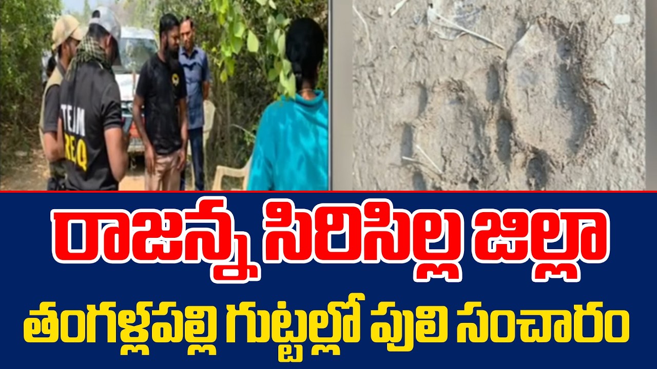 🐅🚨 Tiger Movement Spotted in Thangallapalli Hills, Rajanna Sircilla District! High Alert😱🌲🔥 | @6TV