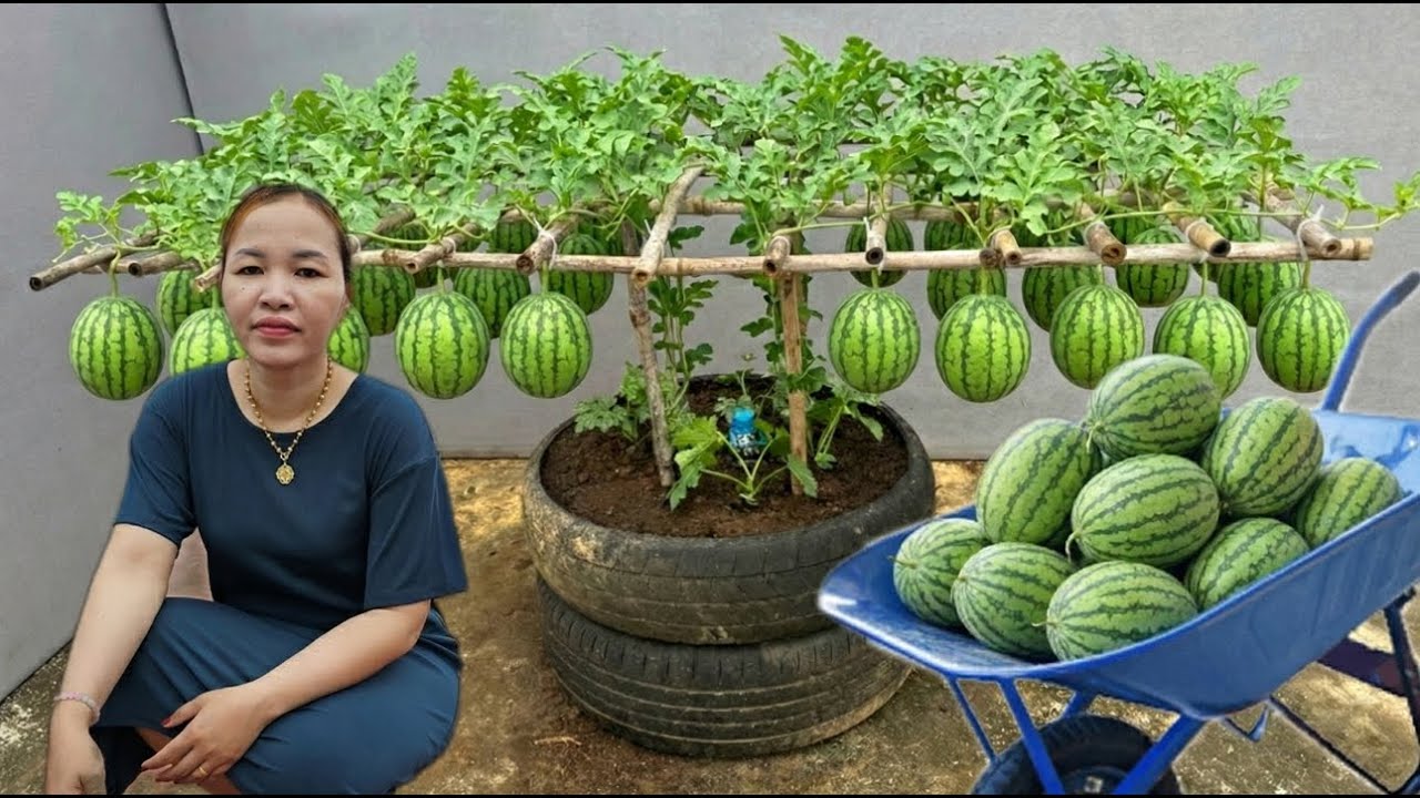 Creative Small Space Gardening Growing Watermelons in Recycled Tires