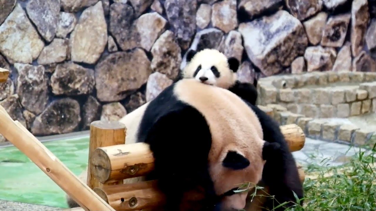 【赤ちゃんパンダ彩浜🌈遊具に登る🐼ママを登る2年前】Baby panda Saihin climbs mom panda Rauhin?!