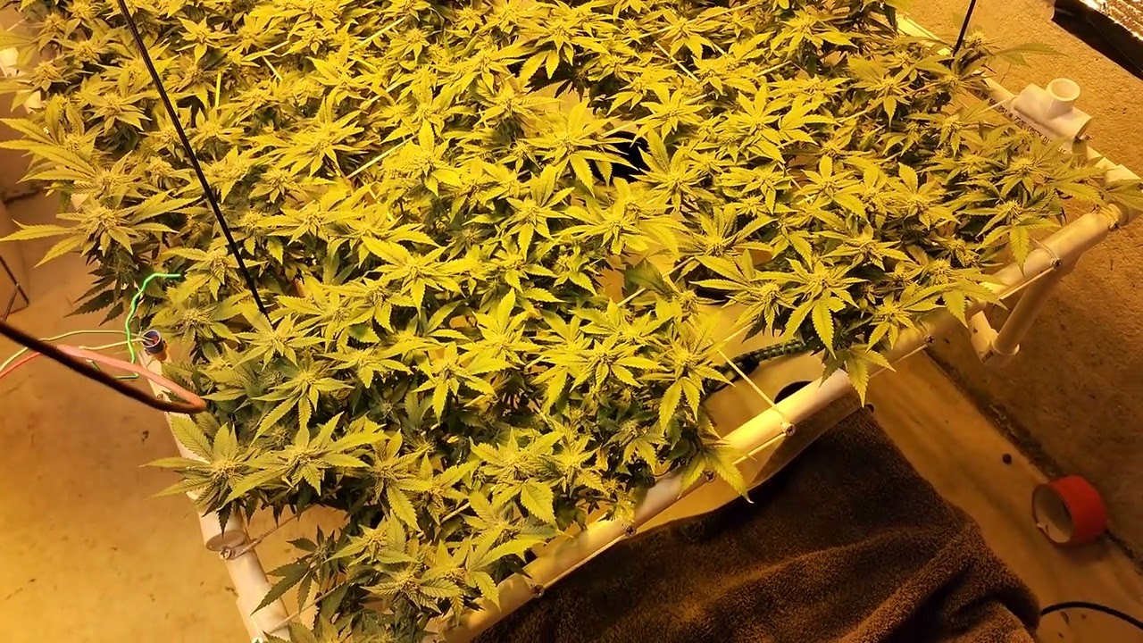 Day 28 of Flower.  Working through some issues.