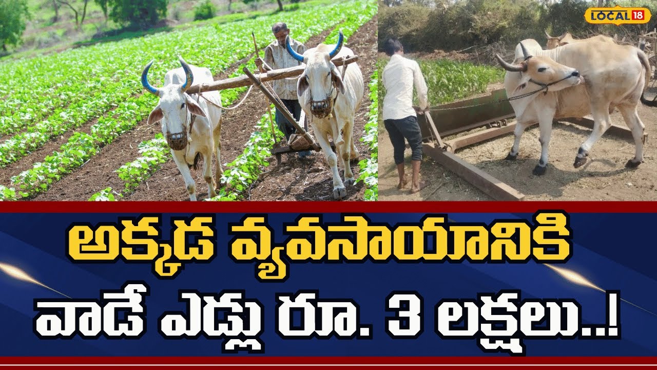 Bull-Based Farming Model in Kamana | అక్కడ వ్యవసాయానికి వాడే ఎడ్లు రూ. 3 లక్షలు..! | #local18v