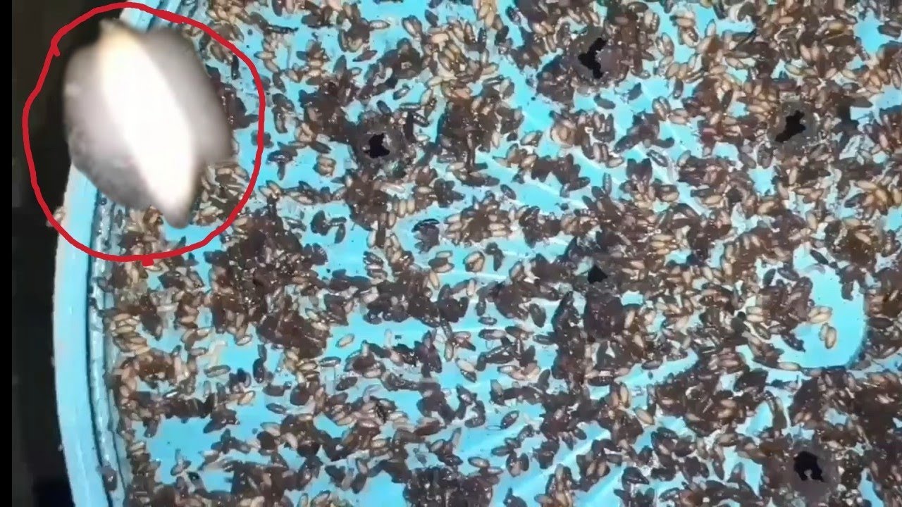 proses pembuatan pakan walet..