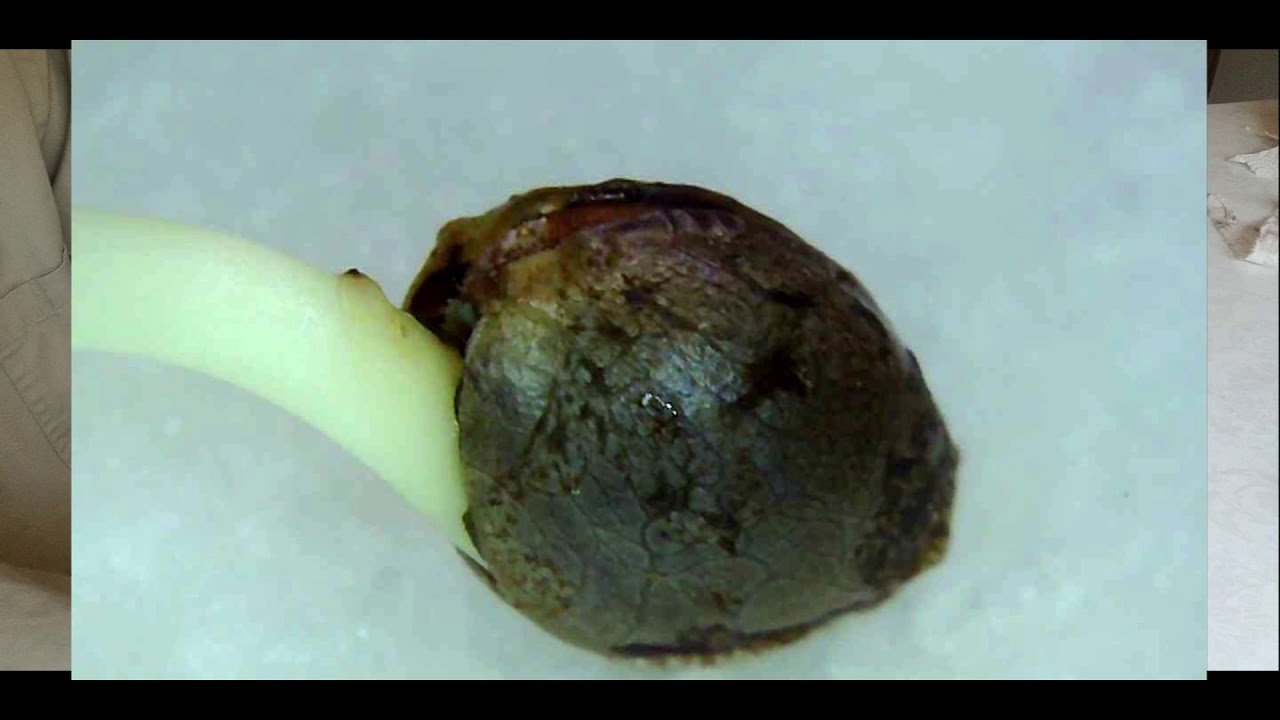 Cannabis Seed Germination Method