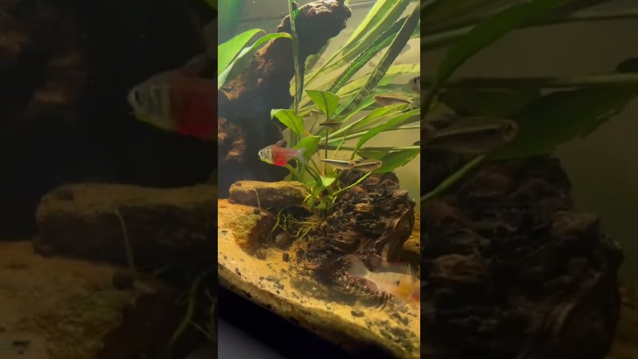 Added flame tetras to the S.A tank