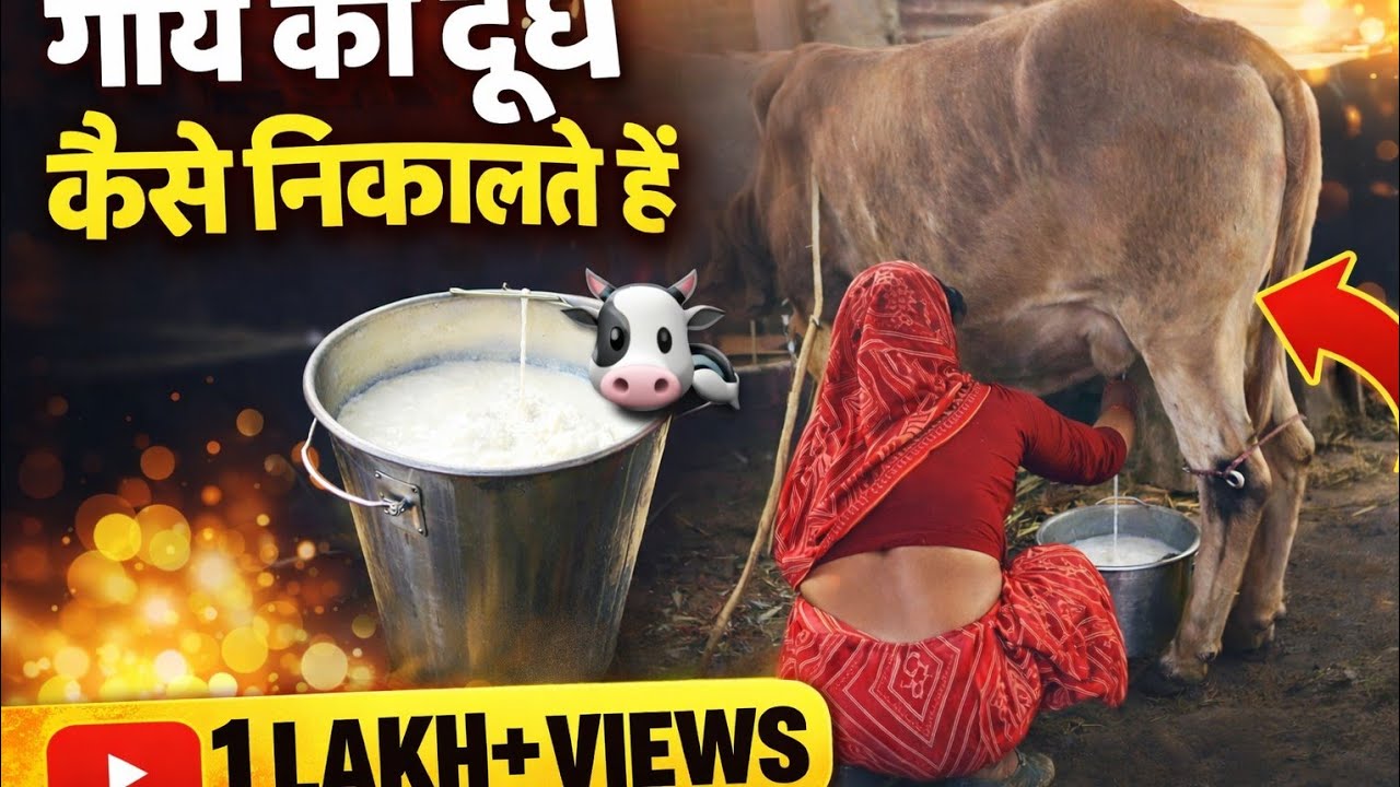 Gay ka dudh nikaalte hue