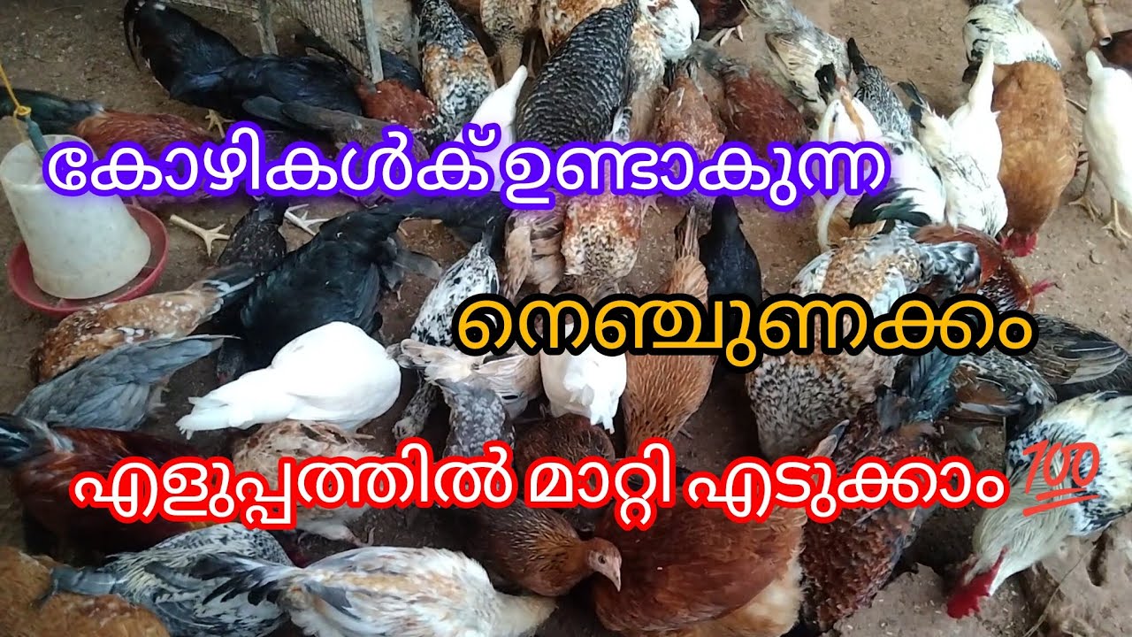 ഇത് കൊടുത്താൽ മതി. പെട്ടെന്ന് മാറിക്കിട്ടും 💯. #kozhivalarthal#trending vedio