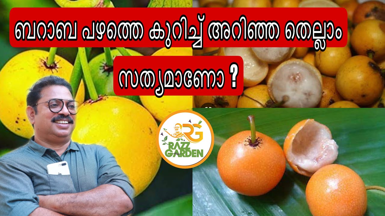 Baraba fruit Reviews ബറാബ പഴത്തെ കുറിച്ച് അറിഞ്ഞ തെല്ലാം സത്യമാണോ ?