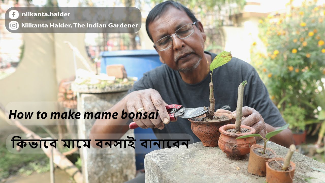 কিভাবে মামে বনসাই গাছ তৈরি করবেন || How to Make a Mame Bonsai Tree ||