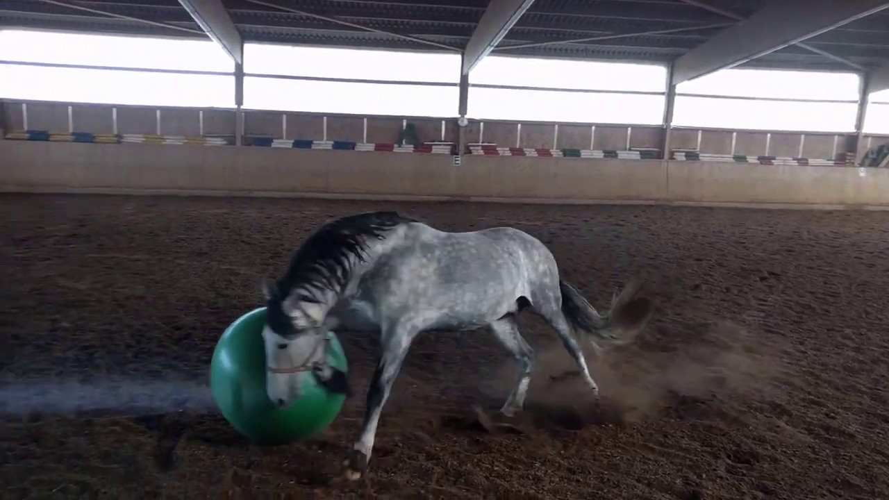 Ball-spielender spanischer Hengst