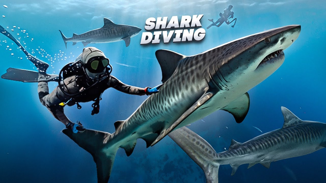 The BEST SHARK DIVING in FLORIDA!