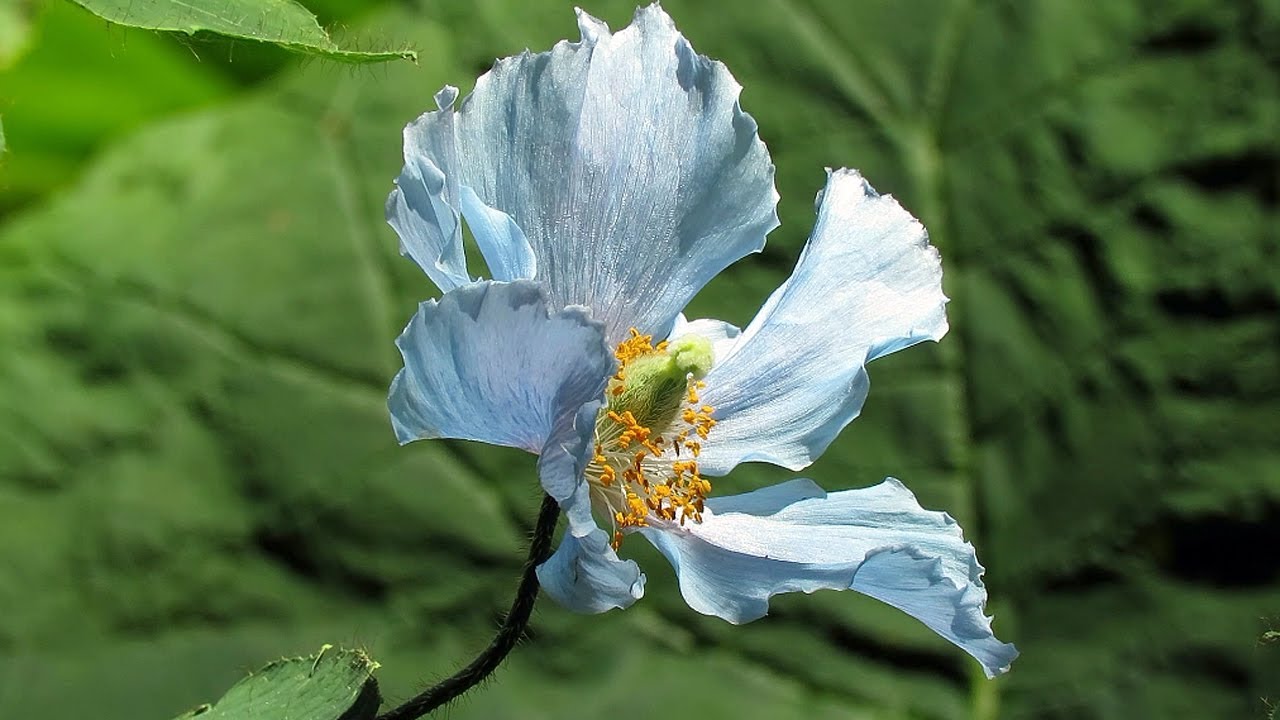 Himalayan Blue Poppies (Meconopsis betonicifolia)
