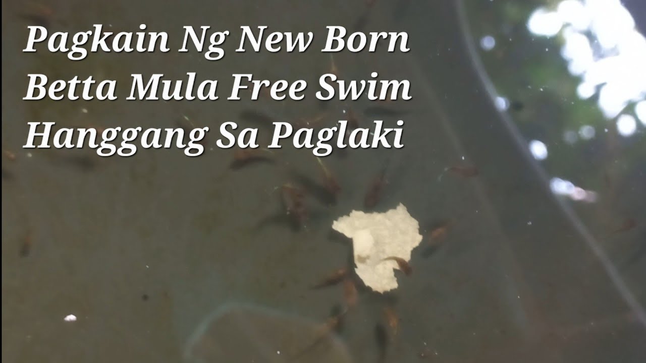 Pagkain Ng New Born Betta Fry Mula Free Swim Hanggang Sa Paglaki Subtitute Ng Live Foods at Egg Yolk