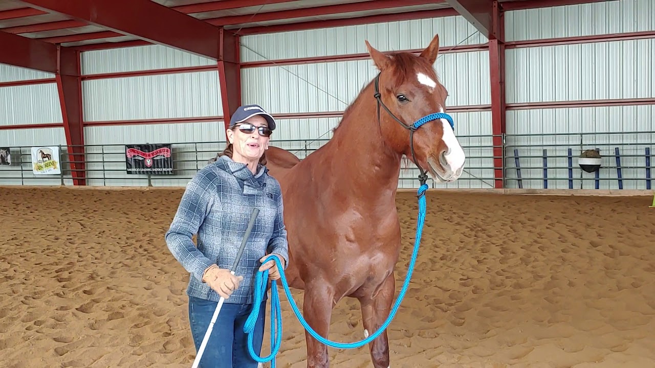 Daily Dose of Horsemanship Homework: Ground Manners #3, Leadline Boundaries