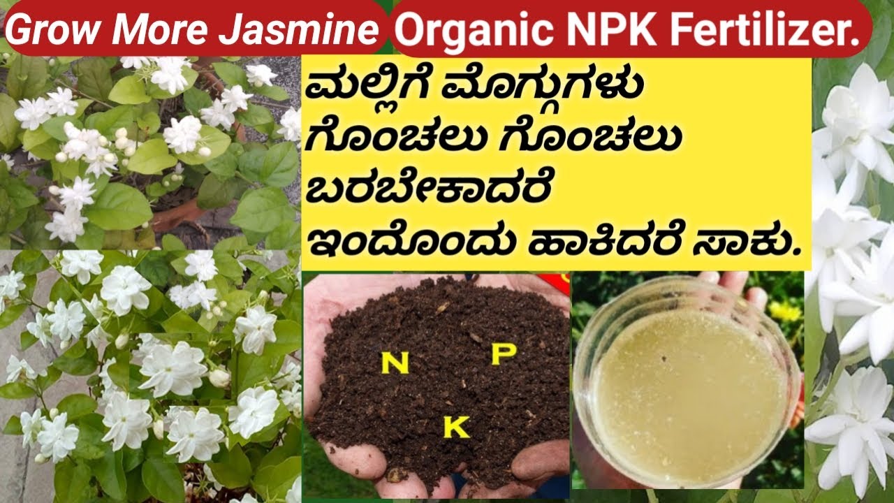 Organic  NPK Liquid Fertilizer for jasmine/How to get maximum Flowers on Jasmine/banana fertilizer