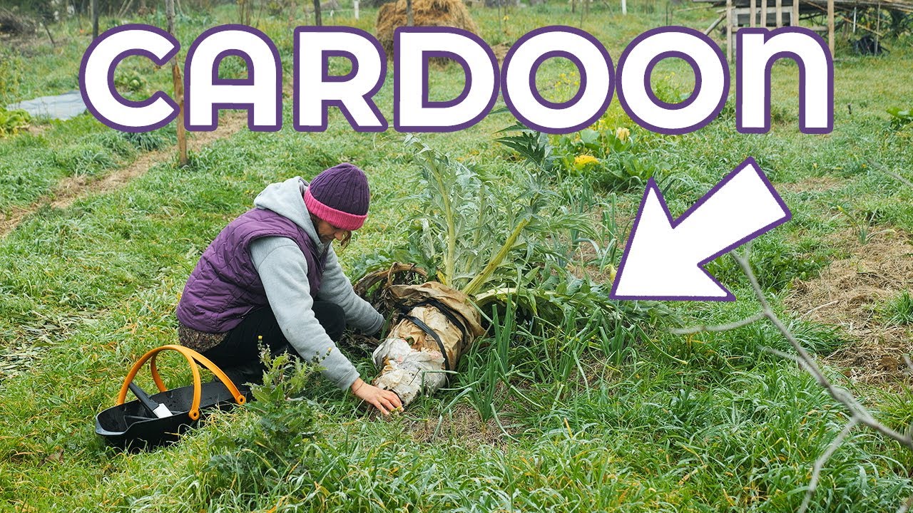 CARDOON HARVESTING, preparing for cooking | ASMR