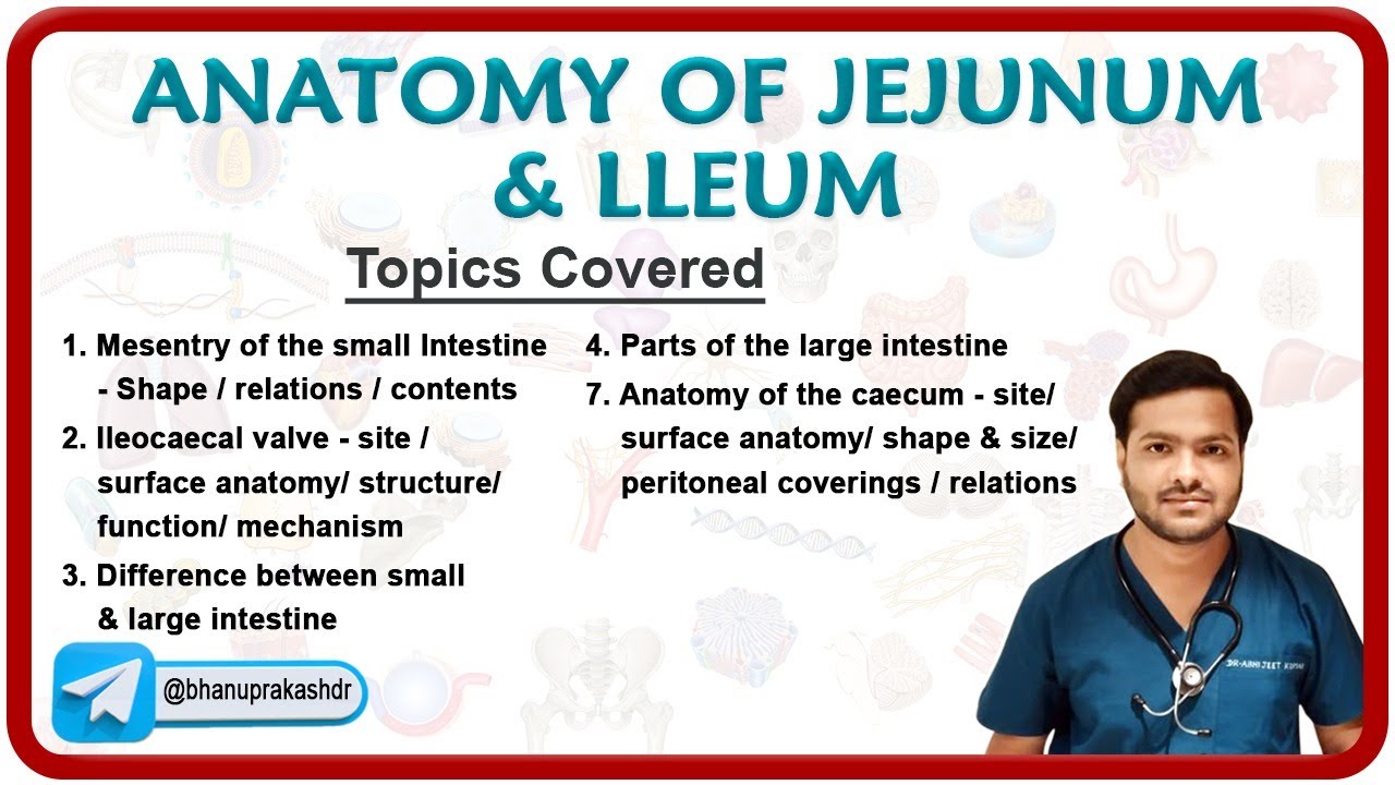 Anatomy of jejunum & Ileum By Dr. Abhijeet