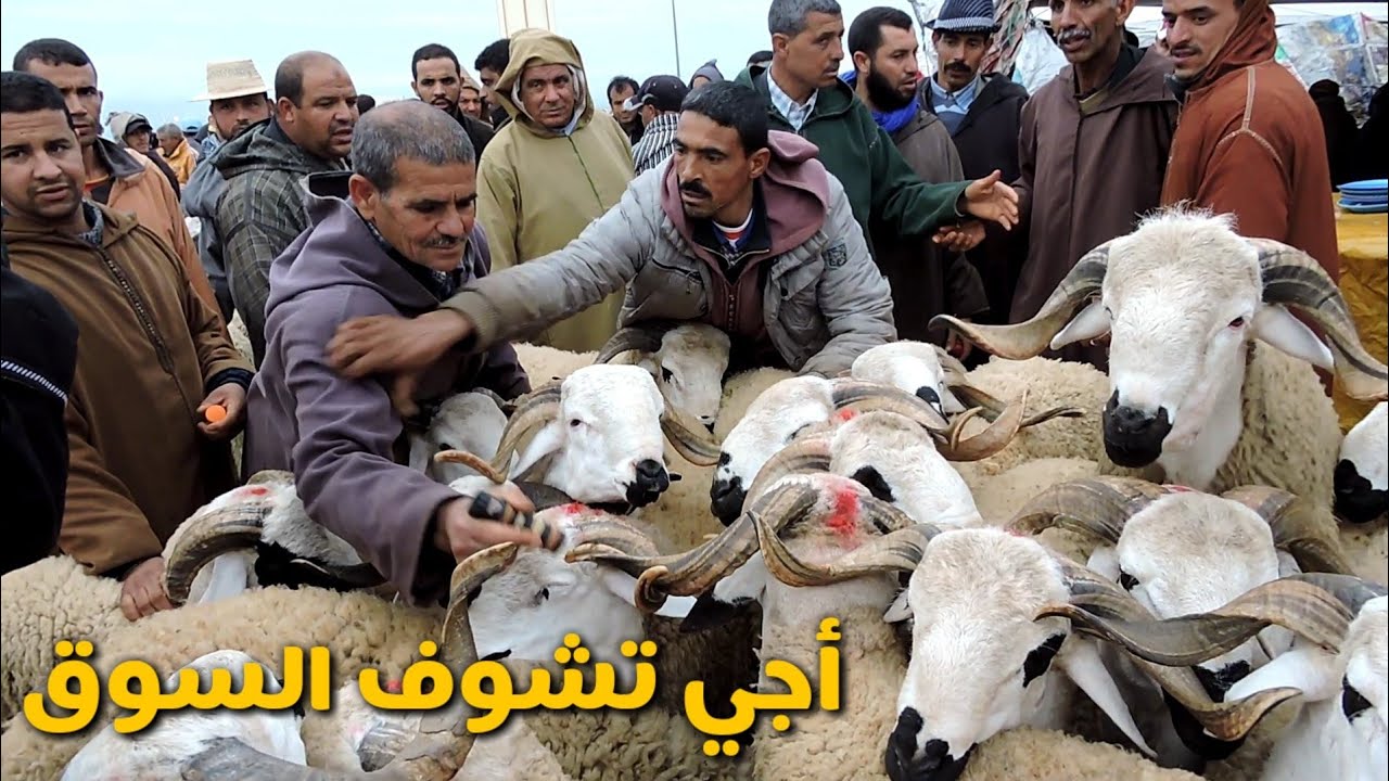 الله الله على سوق الفقيه بن صالح عجول ضخمة و أغنام الصردي رائعة بأثمنة مناسبة
