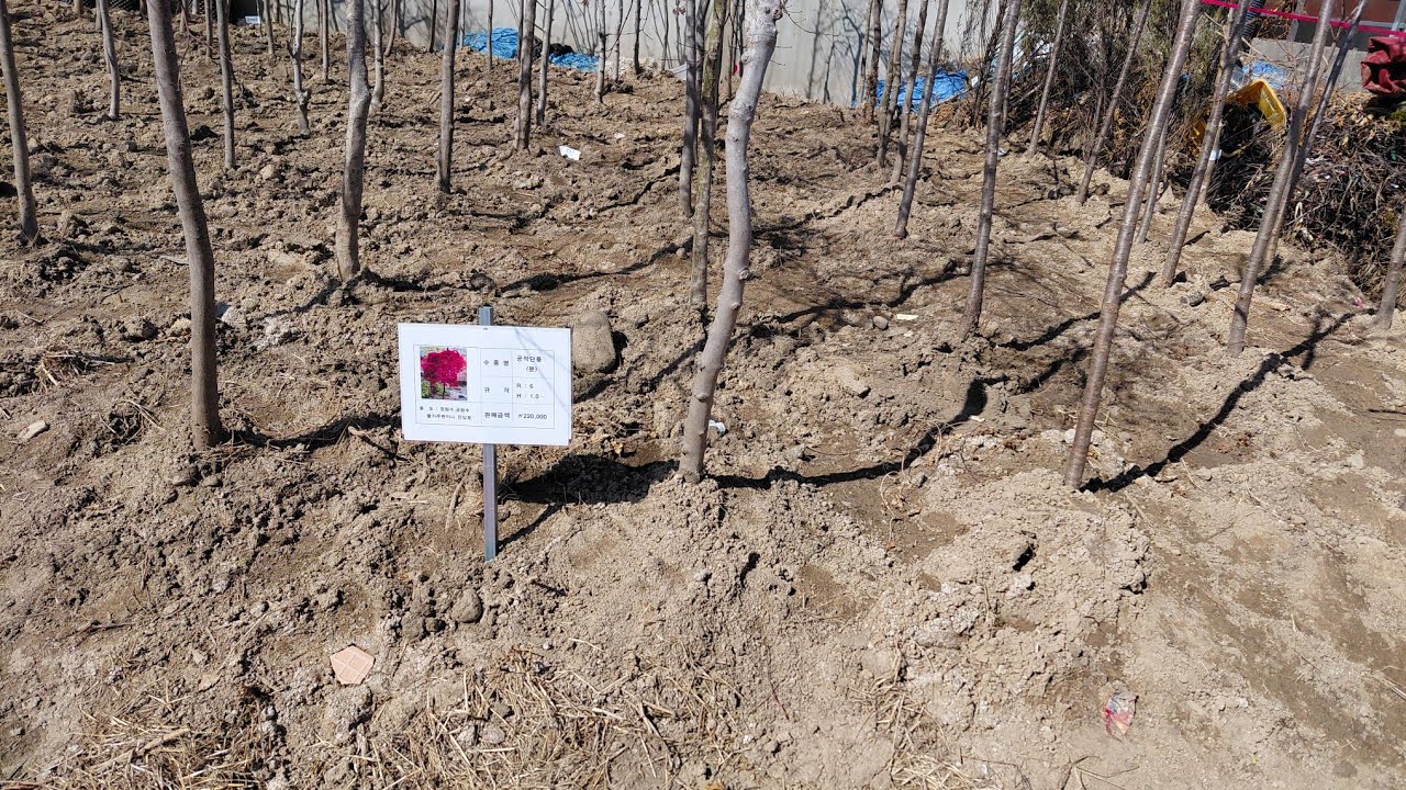 거창군 산림조합 나무시장 상황