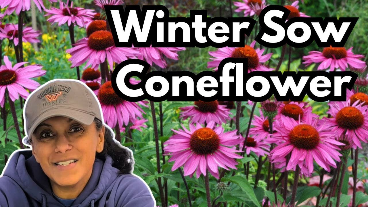 How To Winter Sow Coneflower Echinacea Seeds