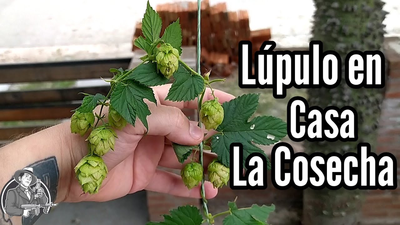 Lúpulo en casa LA COSECHA - La Birra Nostra | Cerveza Artesana