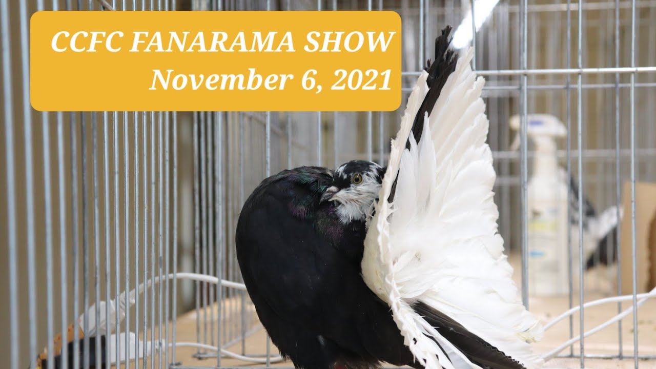 2021 Central Canada Fantail Club Fanarama
