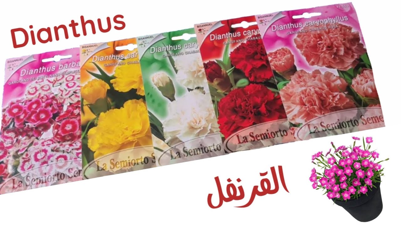 زراعة و اكثار زهرة القرنفل، و شرح انواع القرنفل dianthus, carnation