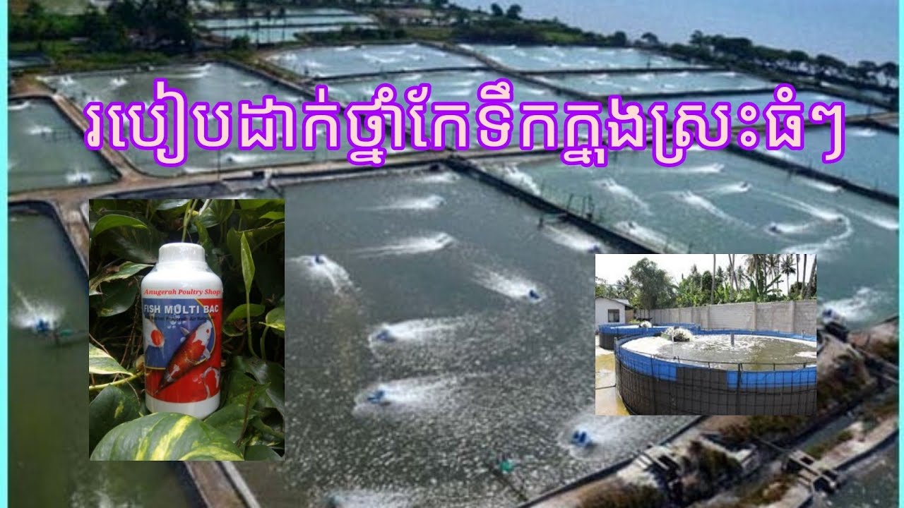របៀបដាក់ថ្នាំកែទឹកក្នុងស្រះធំៗ កុំអោយទឹកស្អុយល្អក់