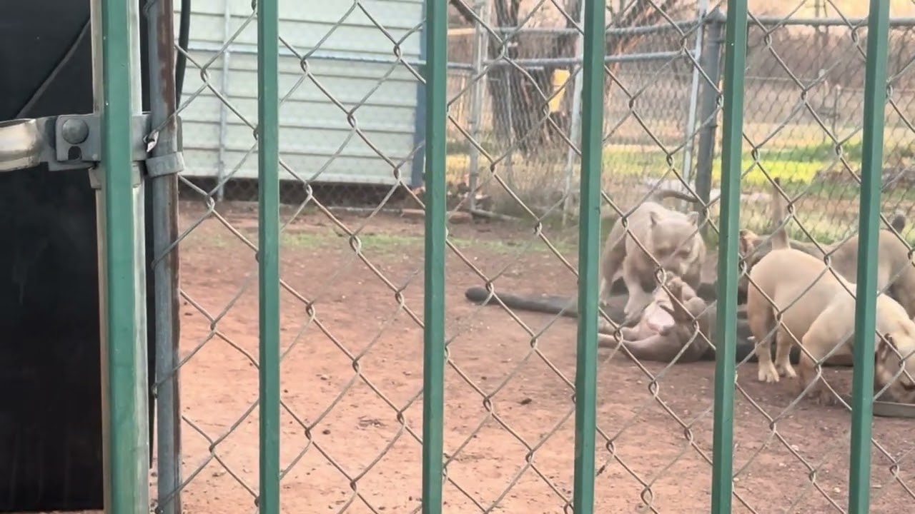 Play time at Howg business exotic kennels #thatsonmunchie