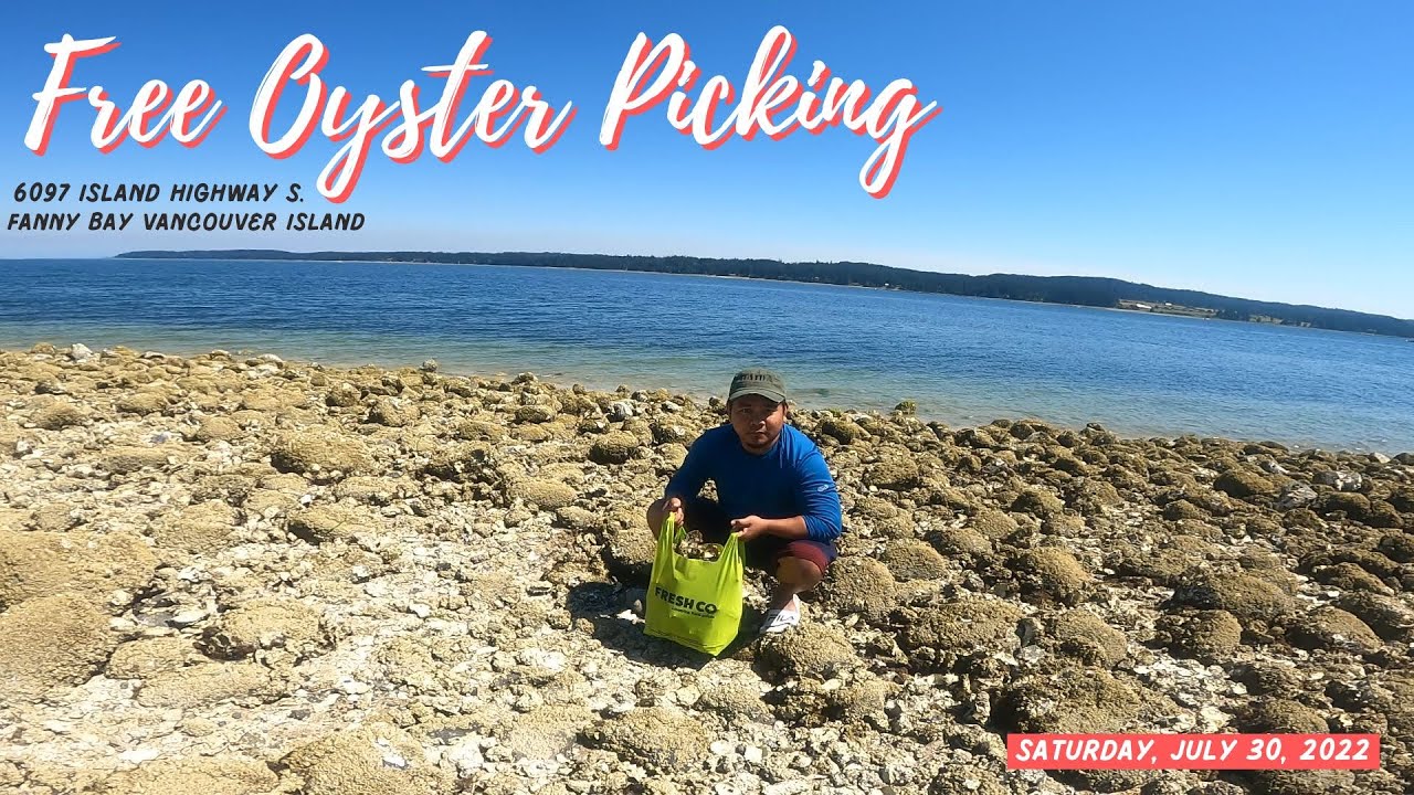 Free oyster Picking   July 31, 2022