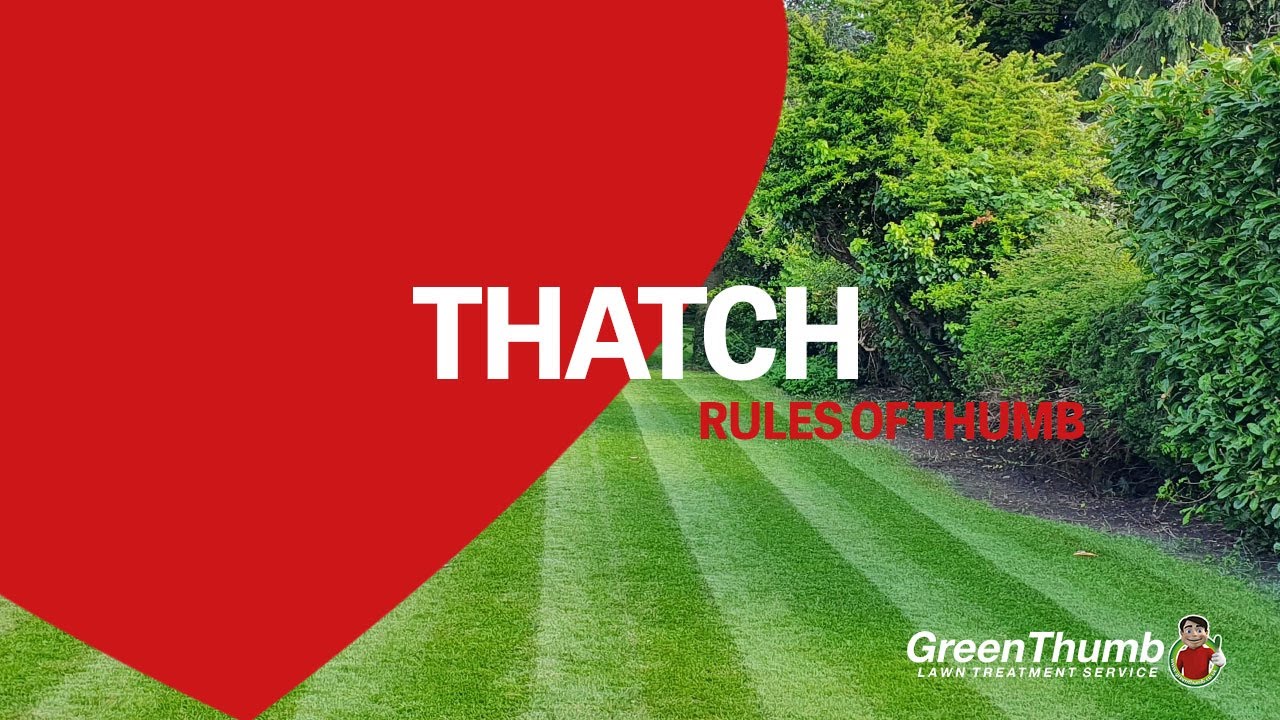 Thatch - What is it?