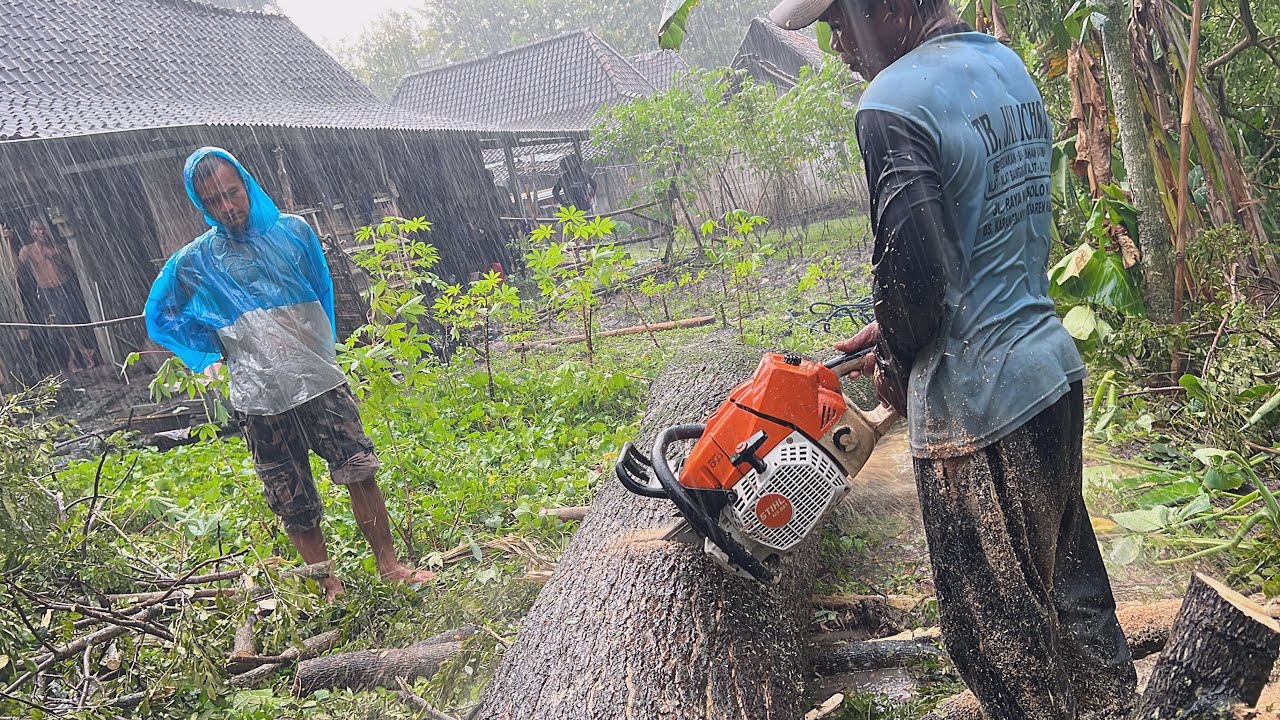 Heavy rain before falling !! Cut the tall trembesi tree in the middle of the settlement.