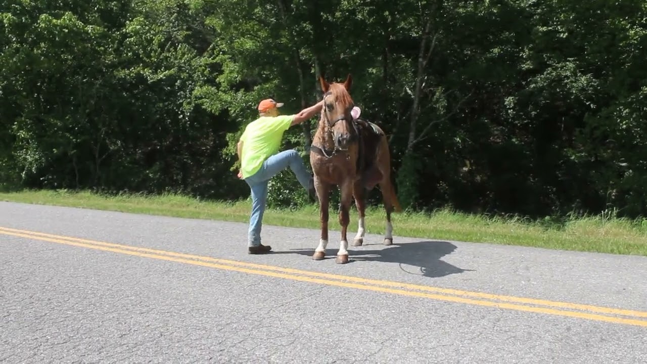 Soda Pop Super duper broke gelding for sale at McNatt Farms