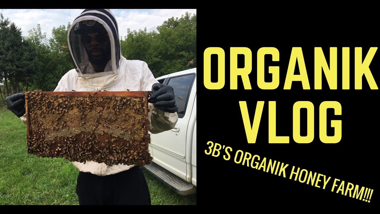 Organik vlog: welcome to 3b's Organik honey farm!!!