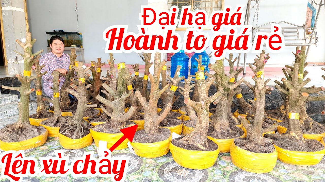 30/1 Chị Diễm 0787905052 phôi mai giảo Thủ Đức hoành to lên xù giá rẻ  |MaivàngThanhTâm