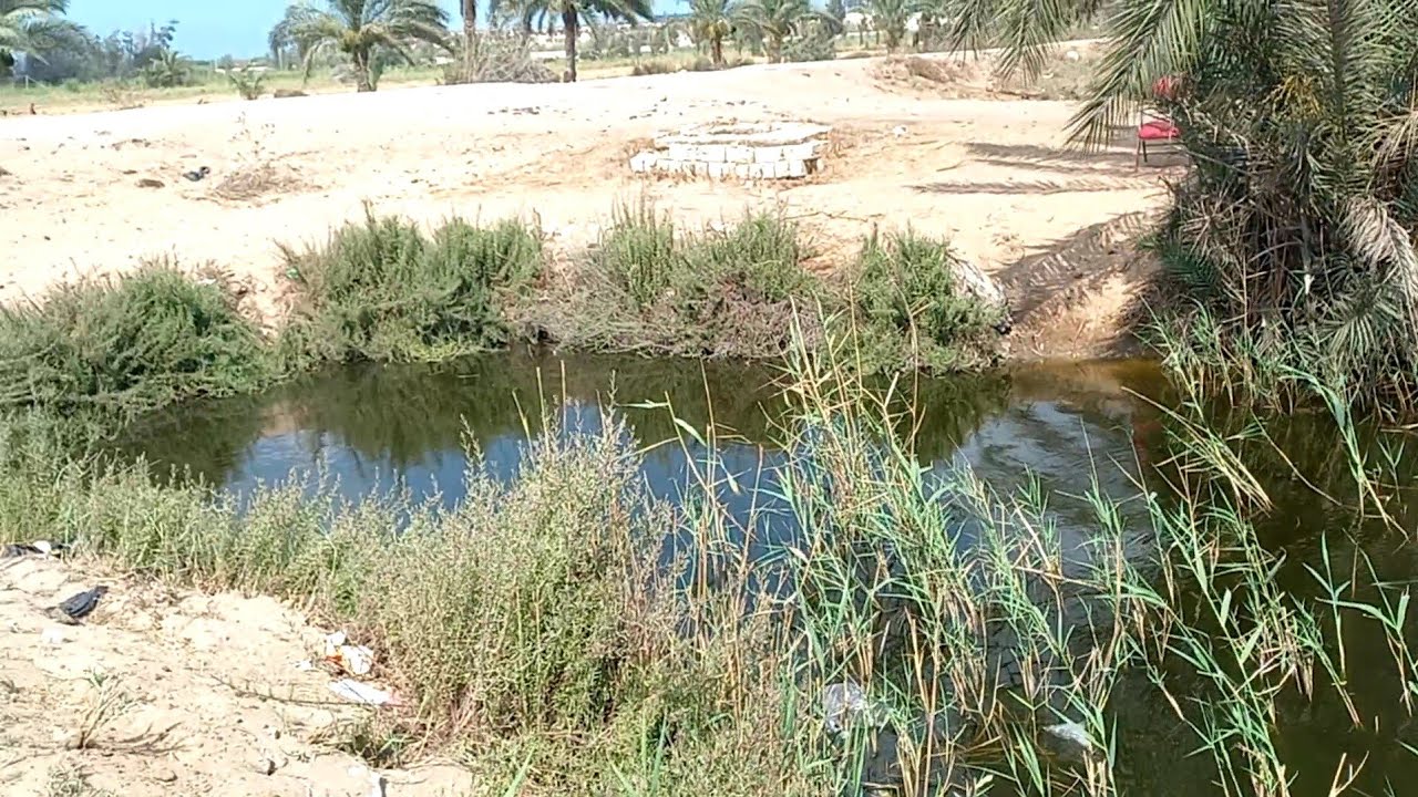 صيد سمك بالغله فنيات الصيد بالغله (القمح المسلوق)