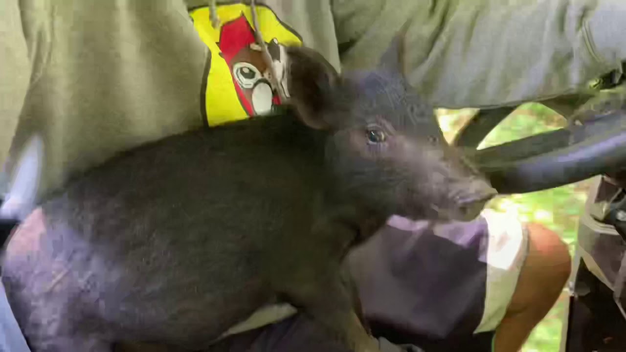 This is PigTrudy’s World