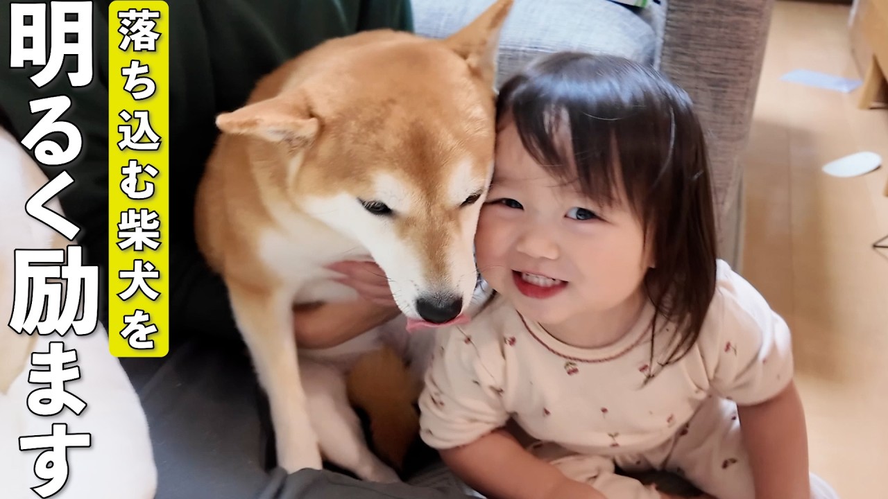 落ち込む柴犬を明るく励ます2歳児が可愛すぎましたw