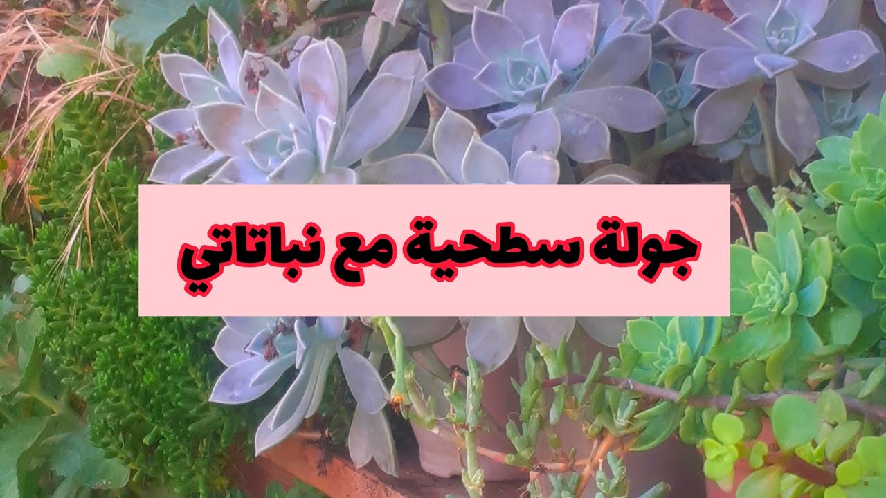 جولة مسائية مع نباتاتي ودجاجاتي👌🏻🪴🦋
