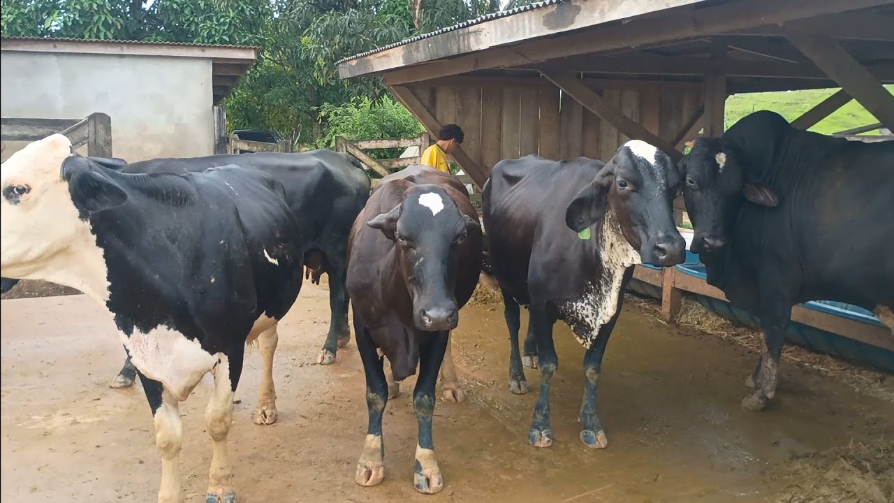 Como combinar capim e capiaçu para vacas produzirem bem 