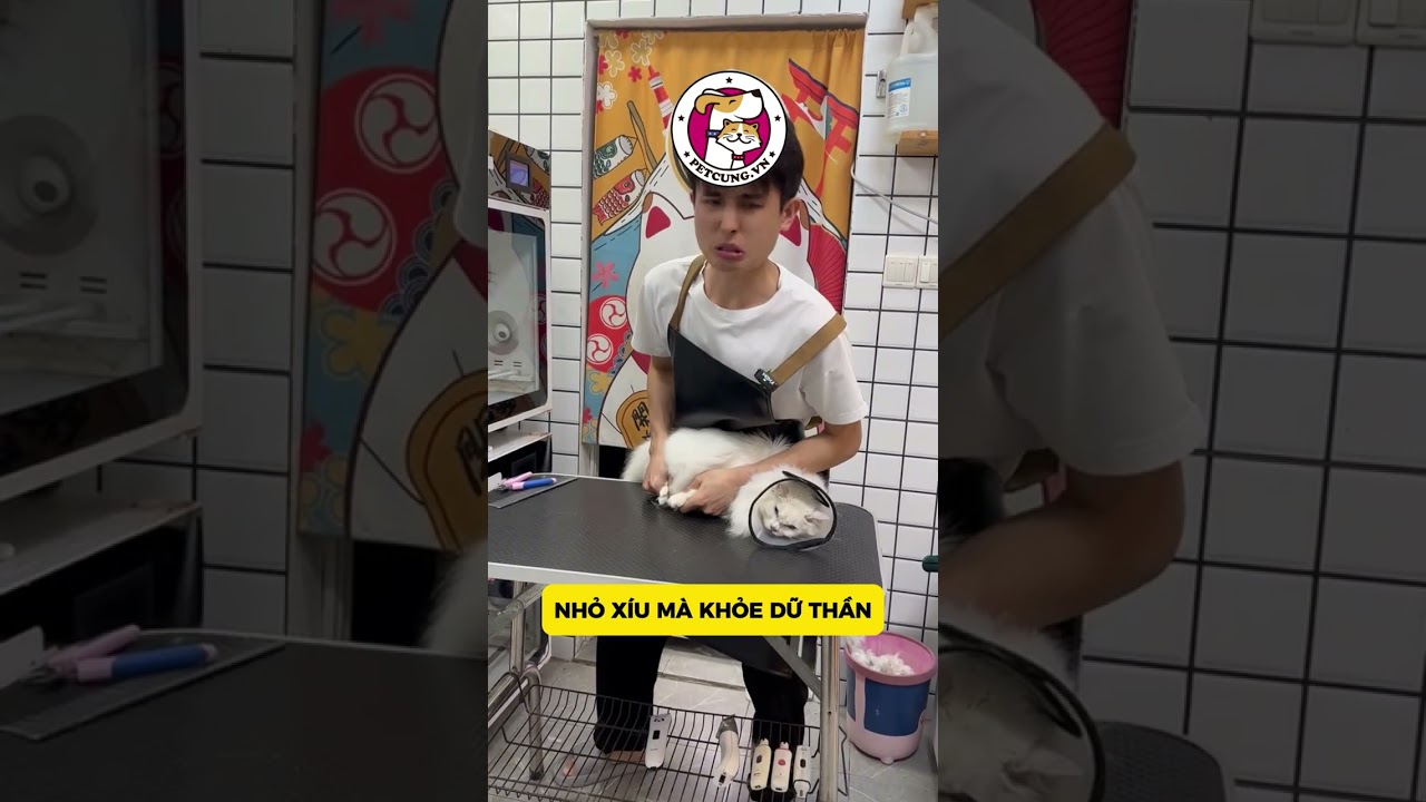 Bé Mèo Hung Dữ Lông Trắng Lâu Ngày Chưa Tắm Nay Đến Quậy Tụi Tui Rồi Đây #pets #cat #meow #grooming