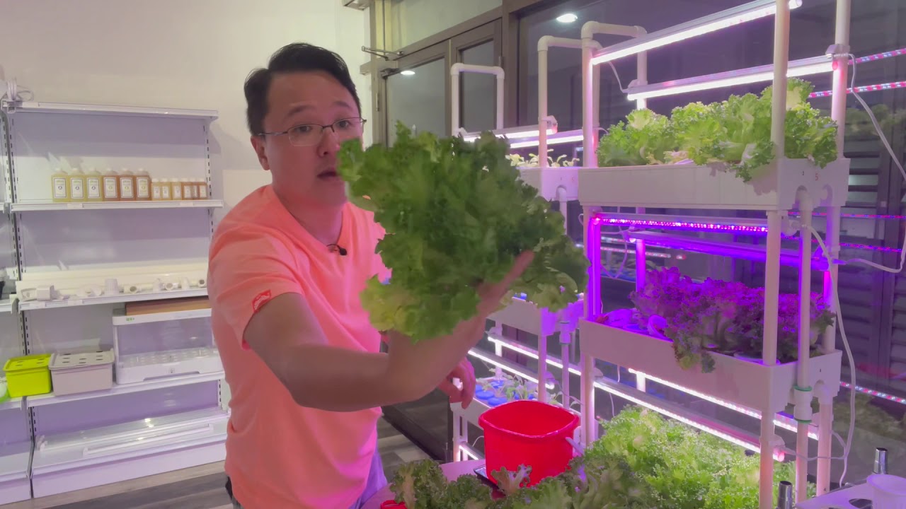 Experimenting different color grow light on hydroponics