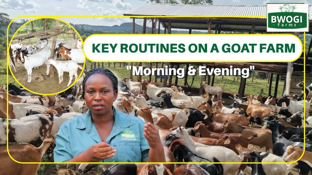 Sunset at the Goat Farm:  Your Evening Routine Checklist