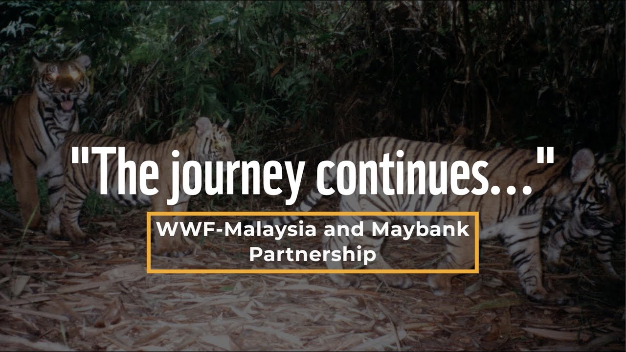WWF-Malaysia and Maybank Partnership To Conserve Malayan Tigers