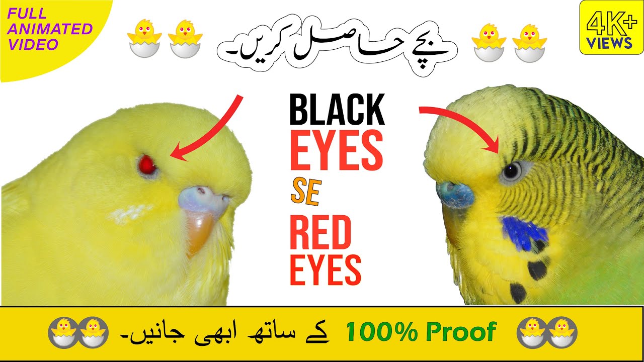 How to get red eye budgies | red eyes budgies cross breeding || Urdu/Hindi