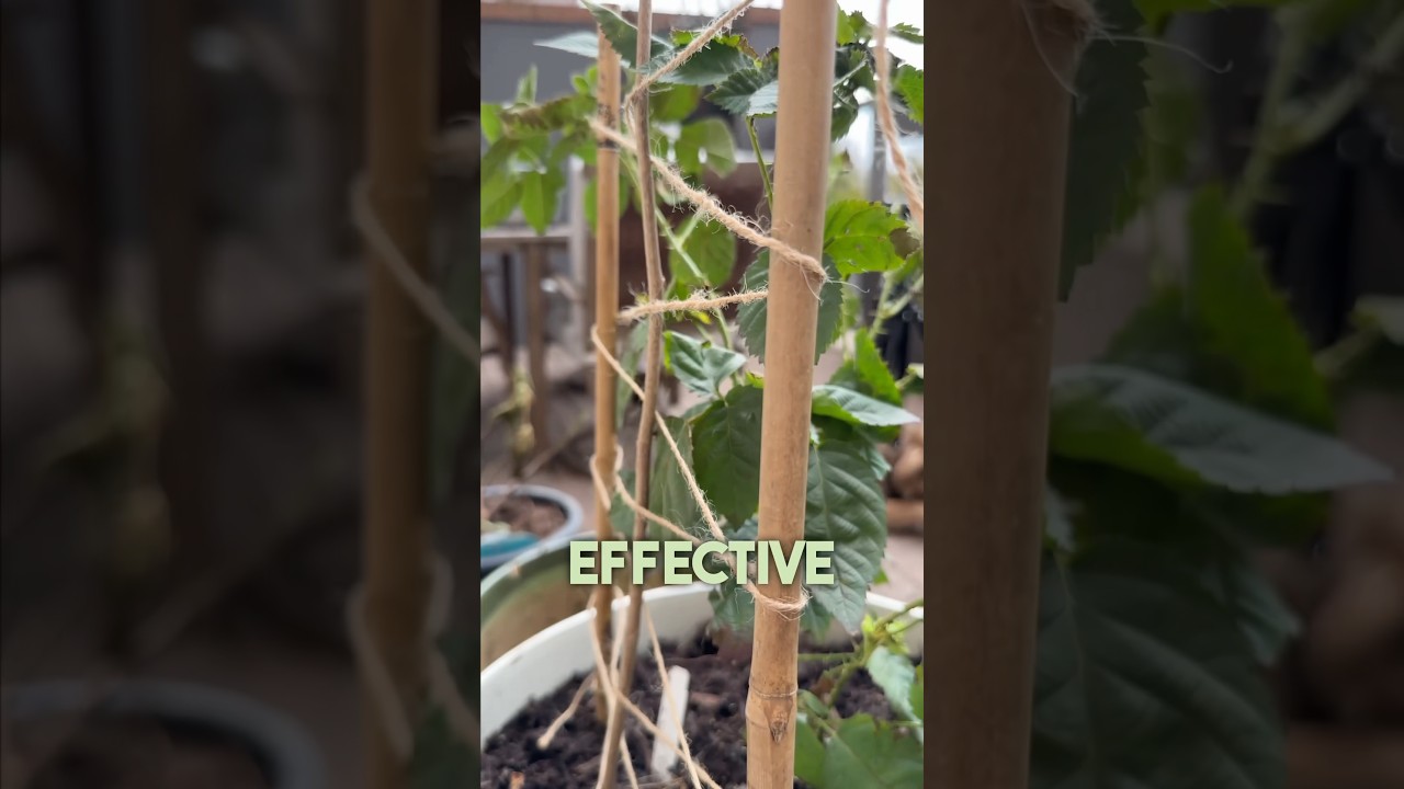 Простая самодельная шпалера для вьющихся растений! 🌿✨ (Дешёво и просто) #СделайСам