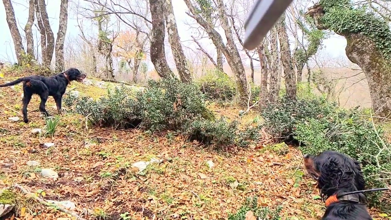 il gordon e la beccaccia 13