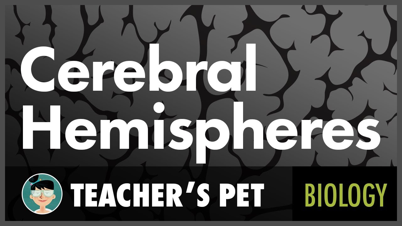 Cerebral Hemispheres
