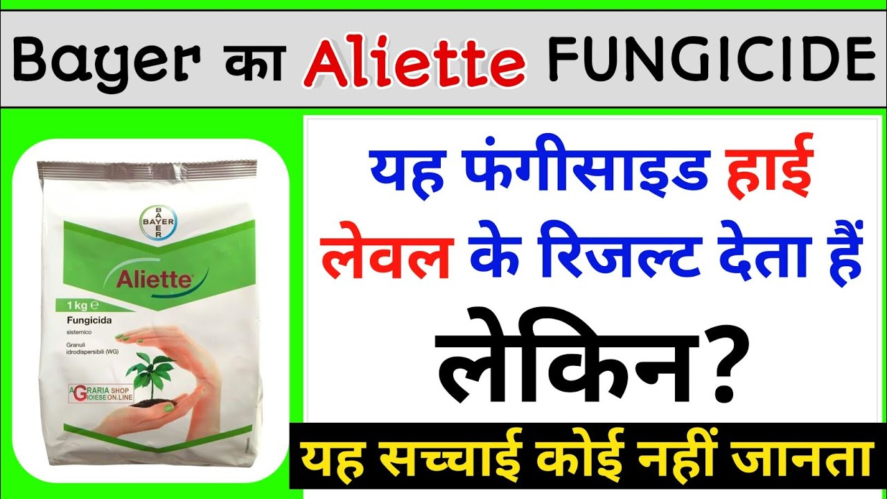 Bayer Aliette fungicide | एलियट का सही इस्तेमाल | fosetyl Aluminum 80% | जड़ गलन का रामबाण उपाय |Rot