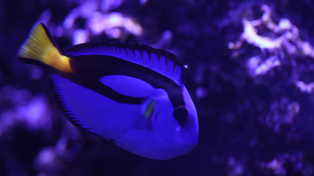 Added four new tangs to my 240 gallon Tank. They are getting bullied. 