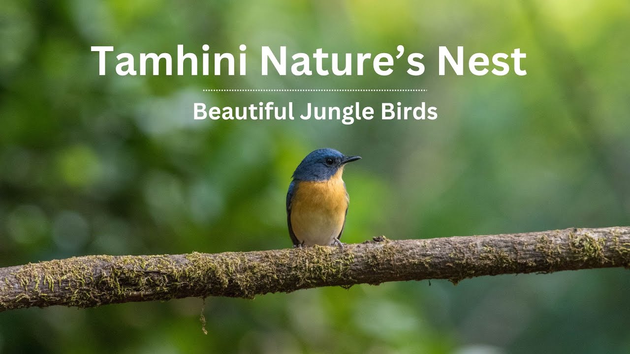 Beautiful Birds from Tamhini Nature's Nest | Bird Sightings at Tamhini | Tamhini Wildlife Sanctuary